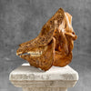 Carved Wild Boar Tribal carving N1/047