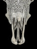 Grey Carved Buffalo Skull – Fern Motif | Real Bone Wall Art with Horns | Tribal Skull Decor | Handmade & Ethically Sourced from Bali - Skull,A/111
