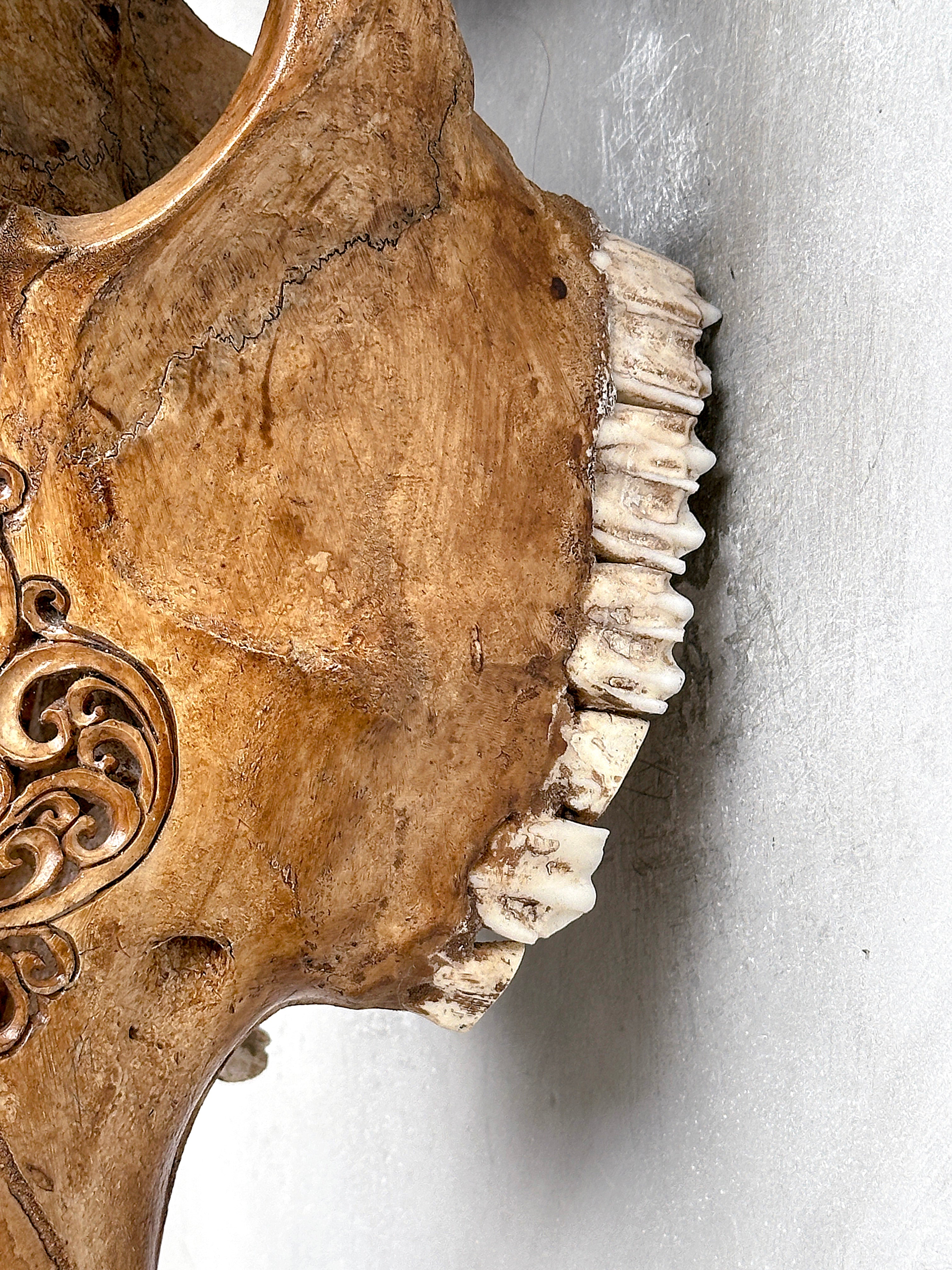 Brown Carved Cow Skull With Turqoise Accents - Ketupat motif | Skull,A/141