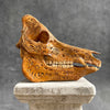 Carved Wild Boar Tribal carving N1/047