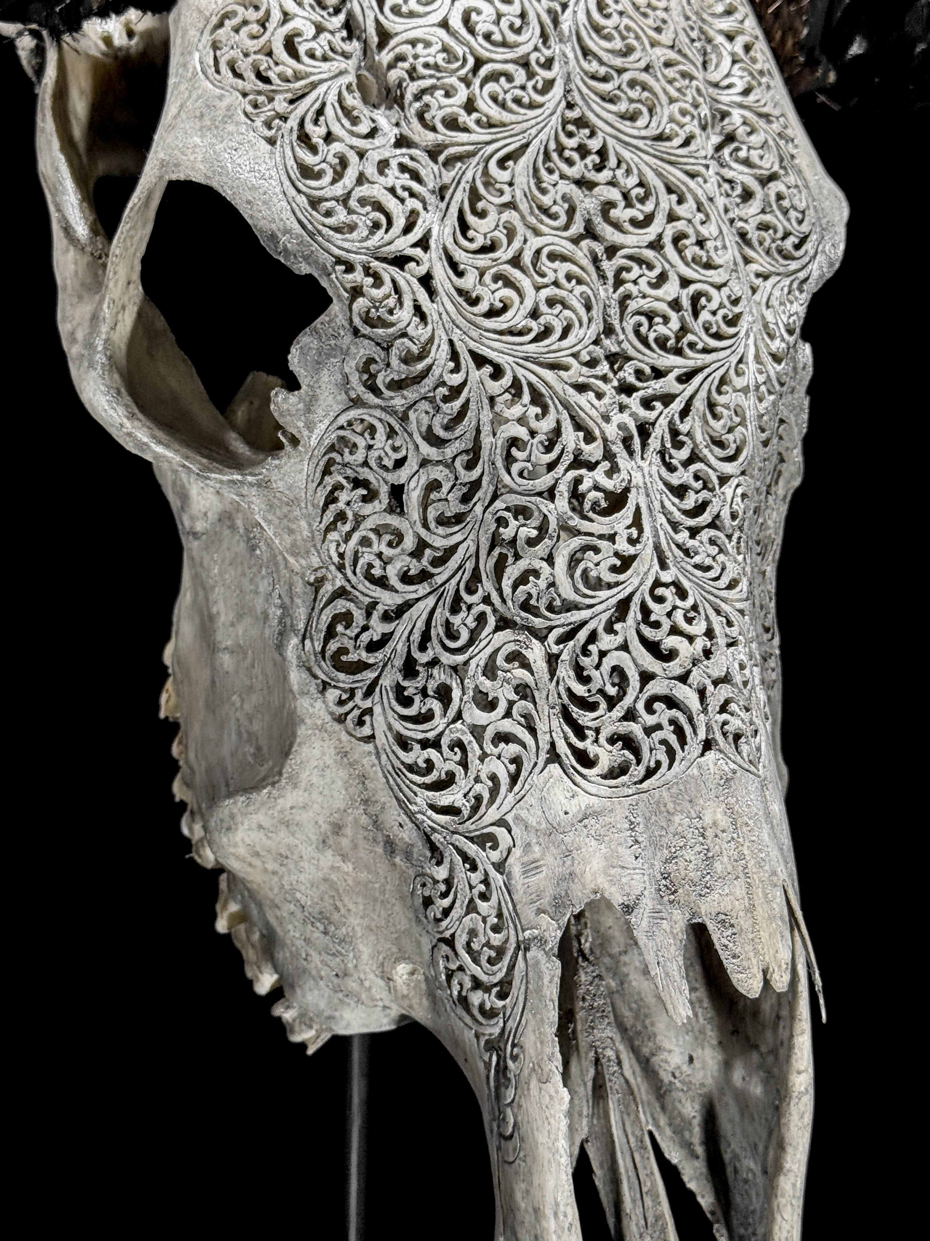Grey Carved Buffalo Skull – Fern Motif | Real Bone Wall Art with Horns | Tribal Skull Decor | Handmade & Ethically Sourced from Bali - Skull,A/111