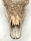 Bull Skull Carved Dragon - Skull,A/155