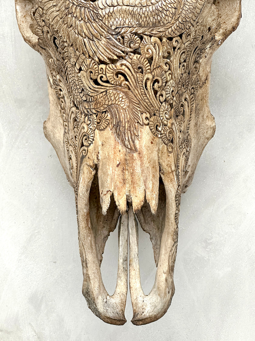 Bull Skull Carved Dragon - Skull,A/155