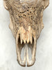 Bull Skull Carved Dragon - Skull,A/155