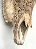 Bull Skull Carved Dragon - Skull,A/155