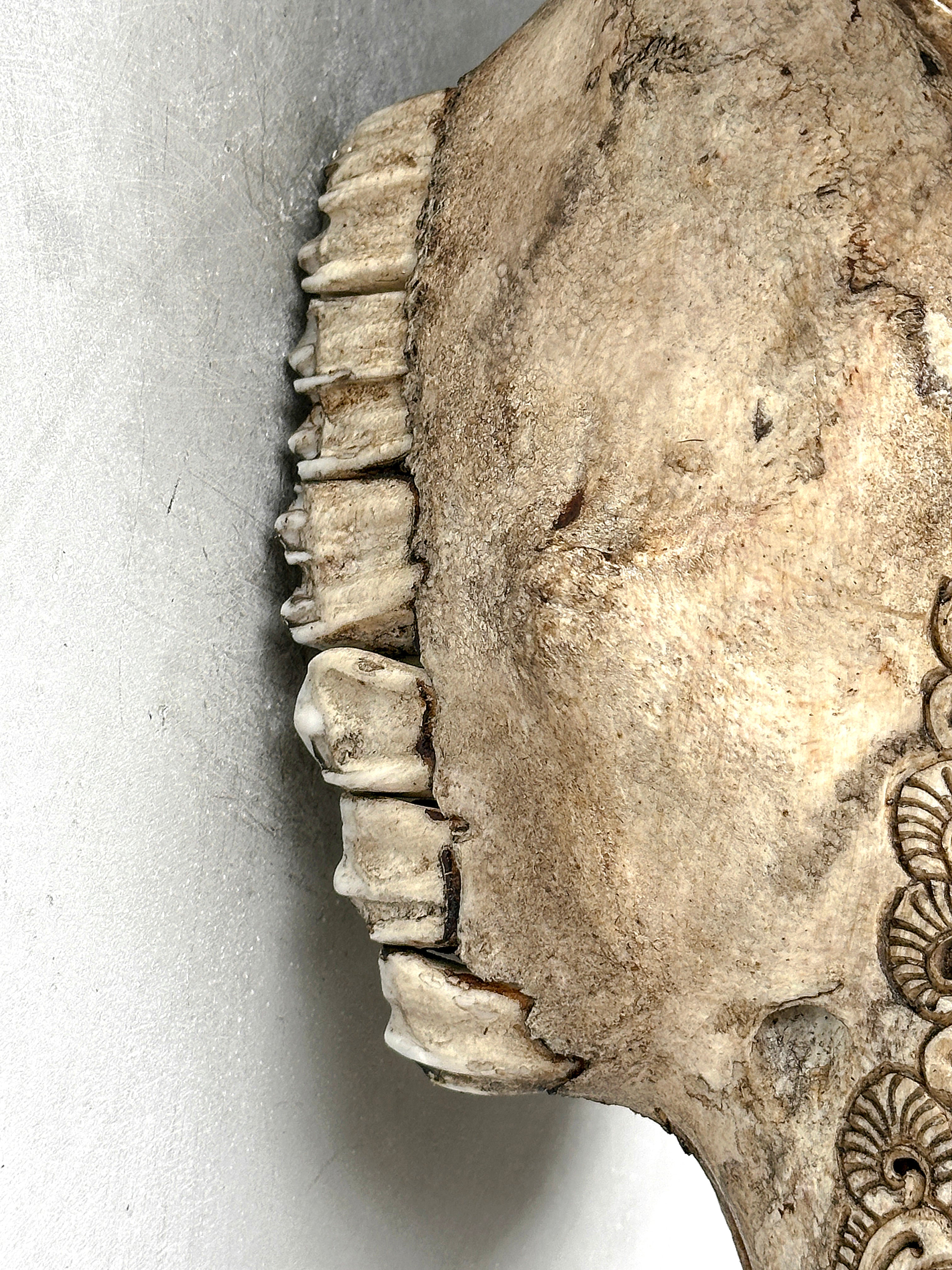 Bull Skull Carved Dragon - Skull,A/155