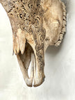 Bull Skull Carved Dragon - Skull,A/155