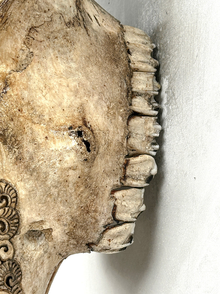 Bull Skull Carved Dragon - Skull,A/155