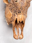 Brown Carved Cow Skull With Abalone Shell Accents - Peacock motif | Skull,A/145