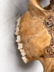 Brown Carved Cow Skull With Abalone Shell Accents - Peacock motif | Skull,A/145