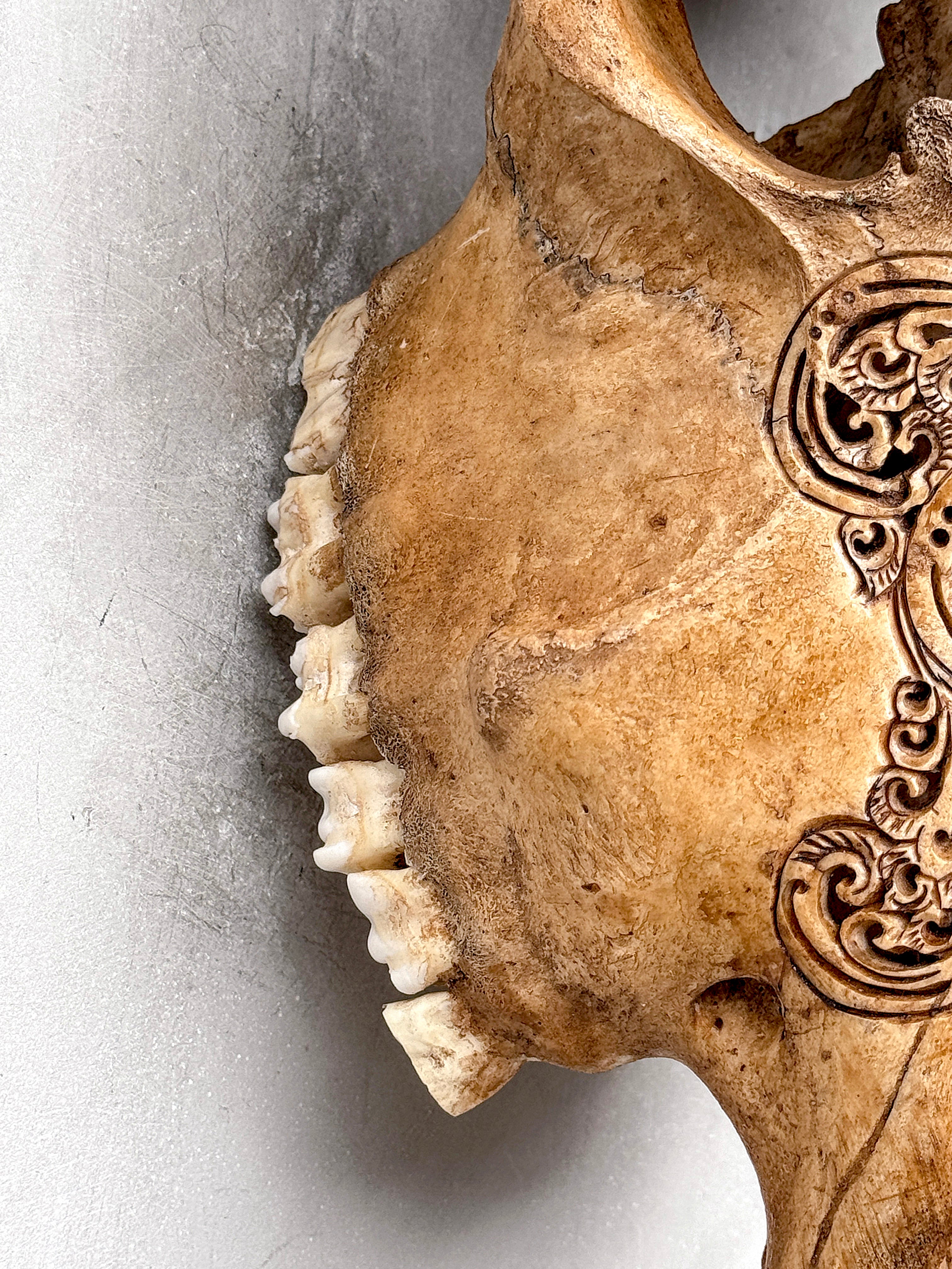 Brown Carved Cow Skull With Abalone Shell Accents - Peacock motif | Skull,A/145