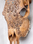 Brown Carved Cow Skull With Abalone Shell Accents - Peacock motif | Skull,A/145
