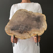 Beautiful Slice of Petrified Wood on stand PetW/042