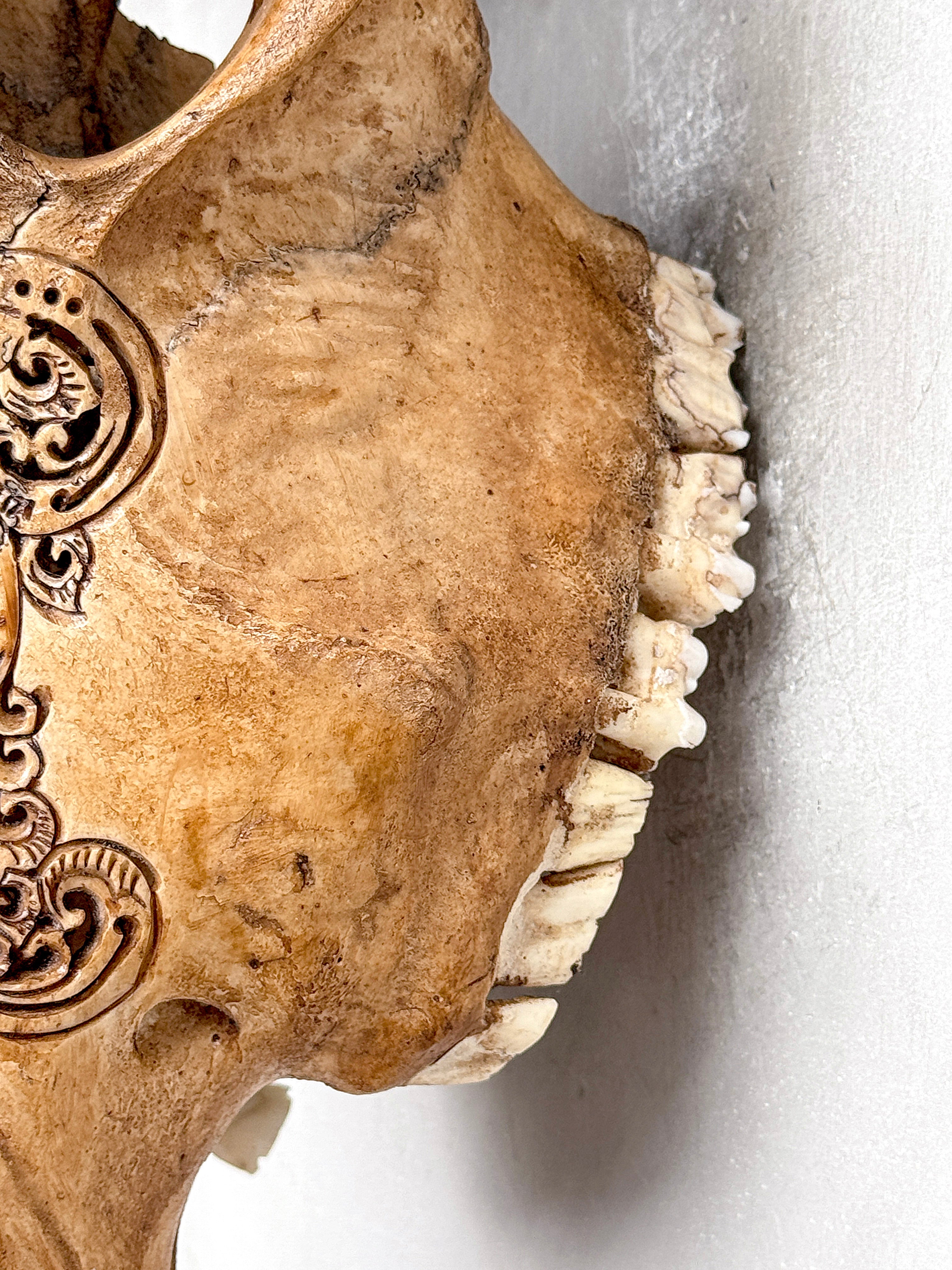 Brown Carved Cow Skull With Abalone Shell Accents - Peacock motif | Skull,A/145