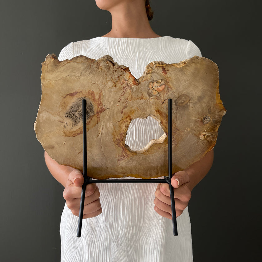 Beautiful Slice of Petrified Wood on stand PetW/037