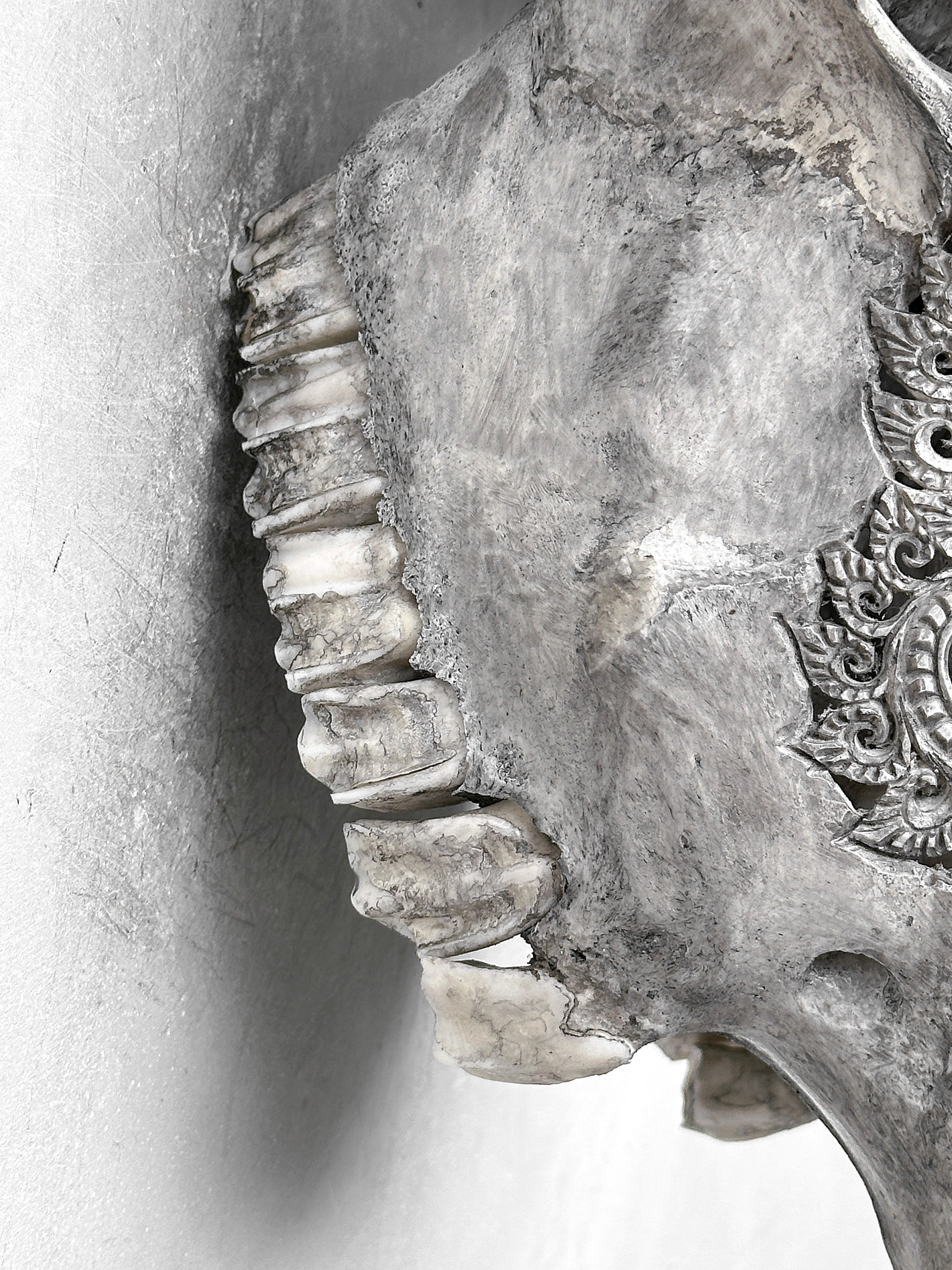 Grey Carved Buffalo Skulls with Leaf motif | Skull,A/176