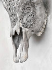 Grey Carved Buffalo Skulls with Leaf motif | Skull,A/176