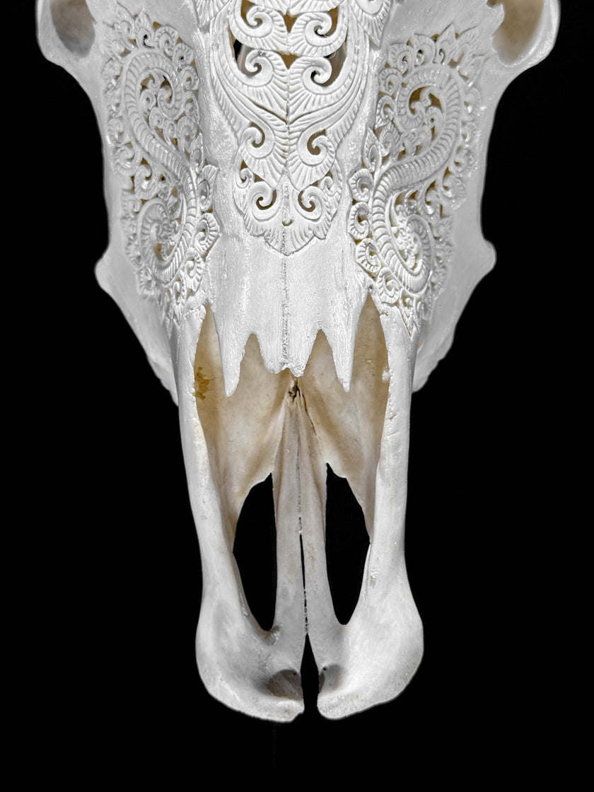 White Carved Buffalo Skulls with Leaf motif | Skull,A/108