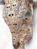 Bull Skull Carved Human Skull - Skull,A/156