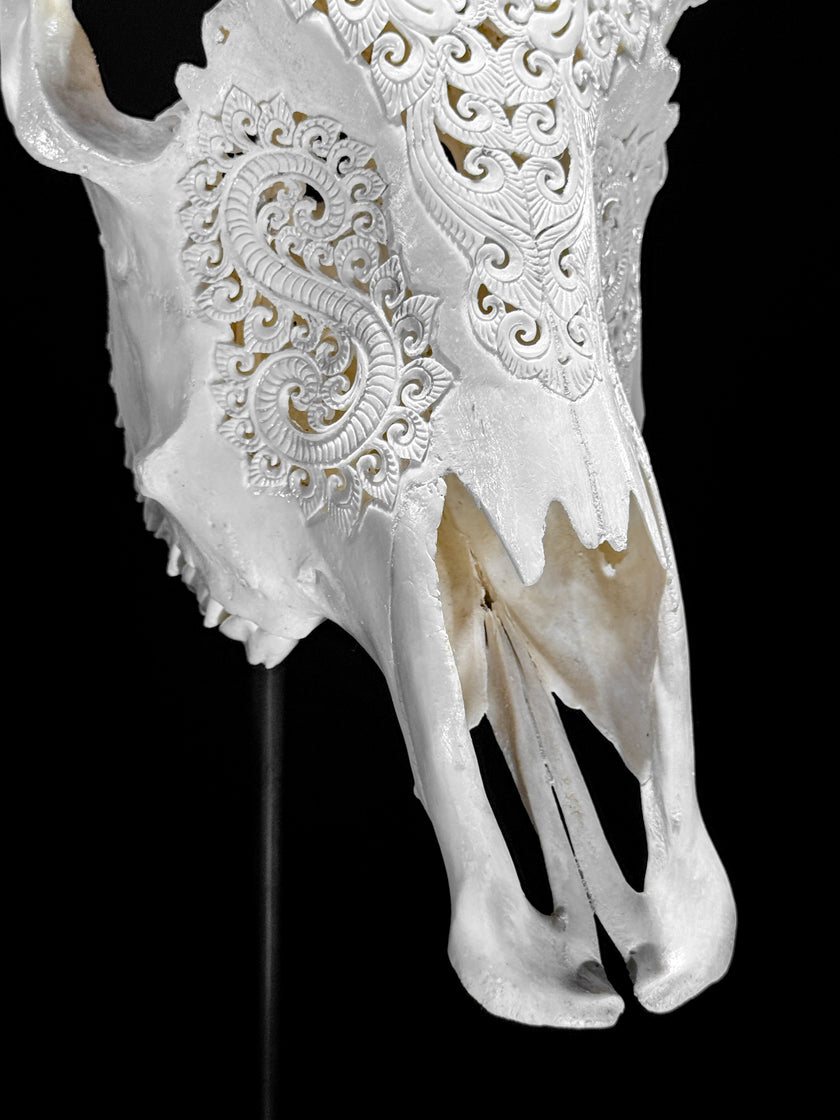 White Carved Buffalo Skulls with Leaf motif | Skull,A/108