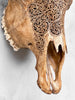 Carved Cow Skulls with Fern Carving Skull,A/183