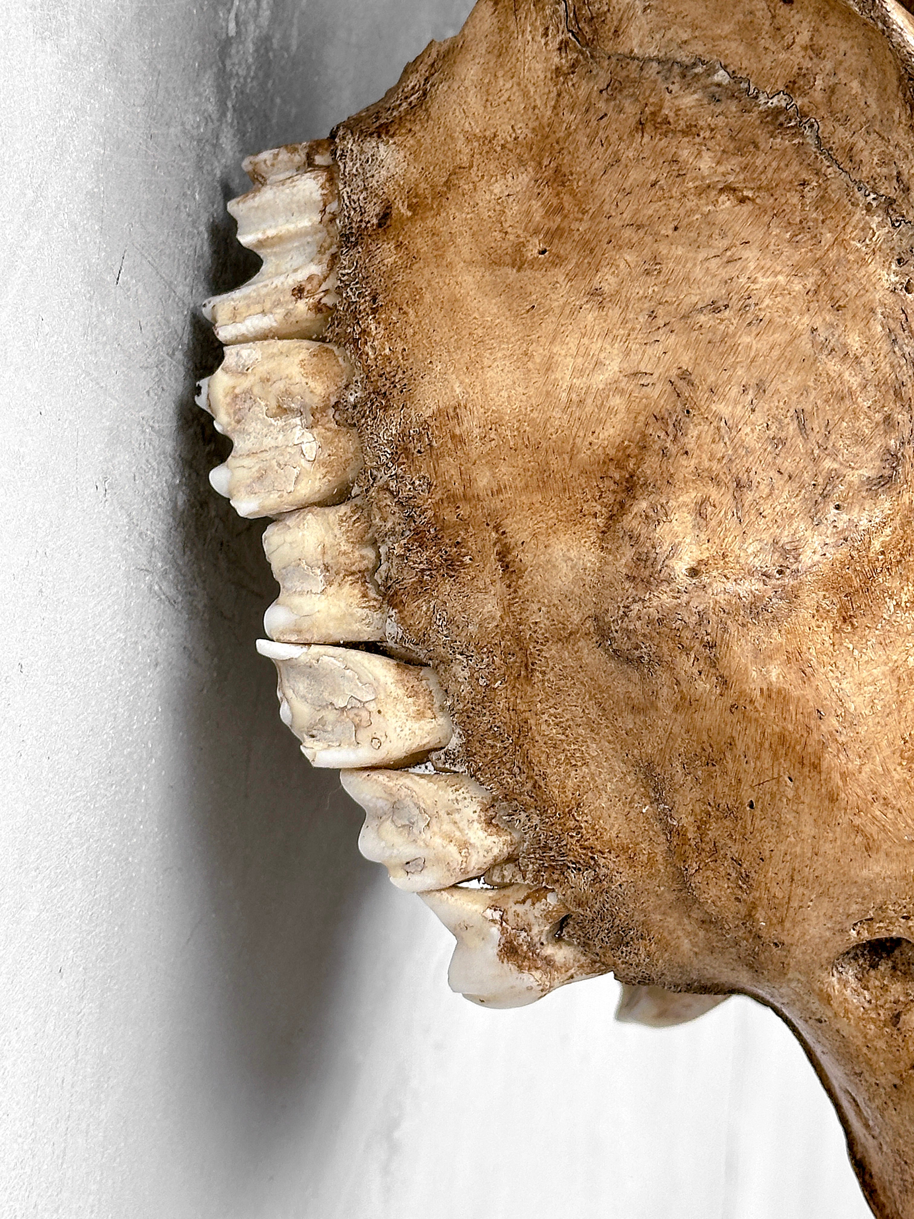 Carved Cow Skulls with Fern Carving Skull,A/183