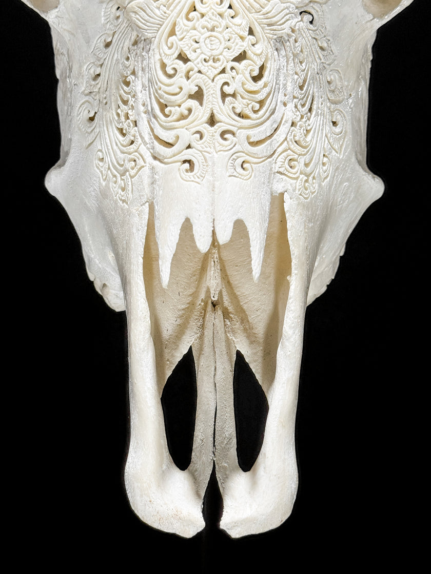 Carved Cow Skulls with Barong Carving Skull,A/070