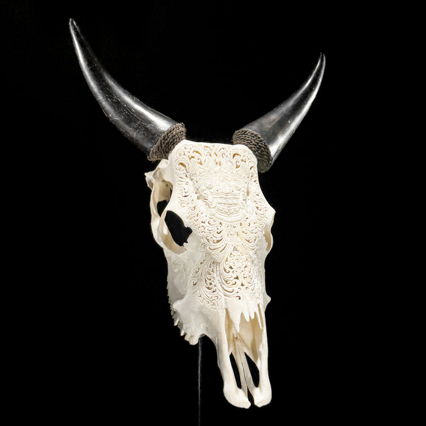 Carved Cow Skulls with Barong Carving Skull,A/070