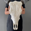 Real Carved Cow Skull with Carved Horns 22/EX/325