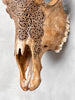 Carved Cow Skulls with Fern Carving Skull,A/183