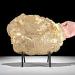 Beautiful Slice of Petrified Wood on stand - H5/174