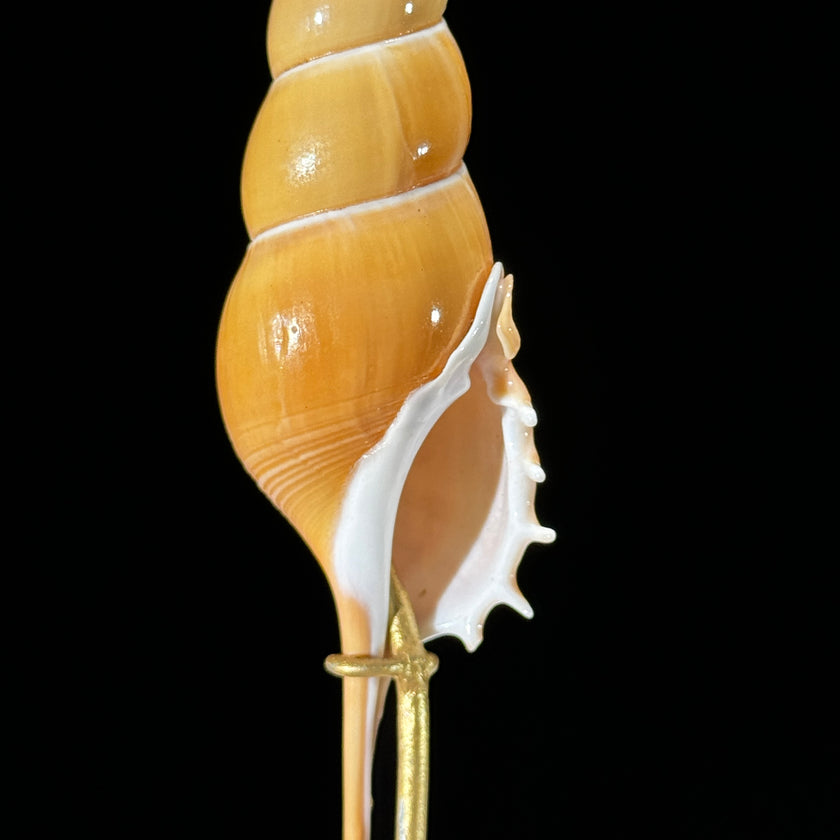 Tibia Fusus set 3 -Z2/393