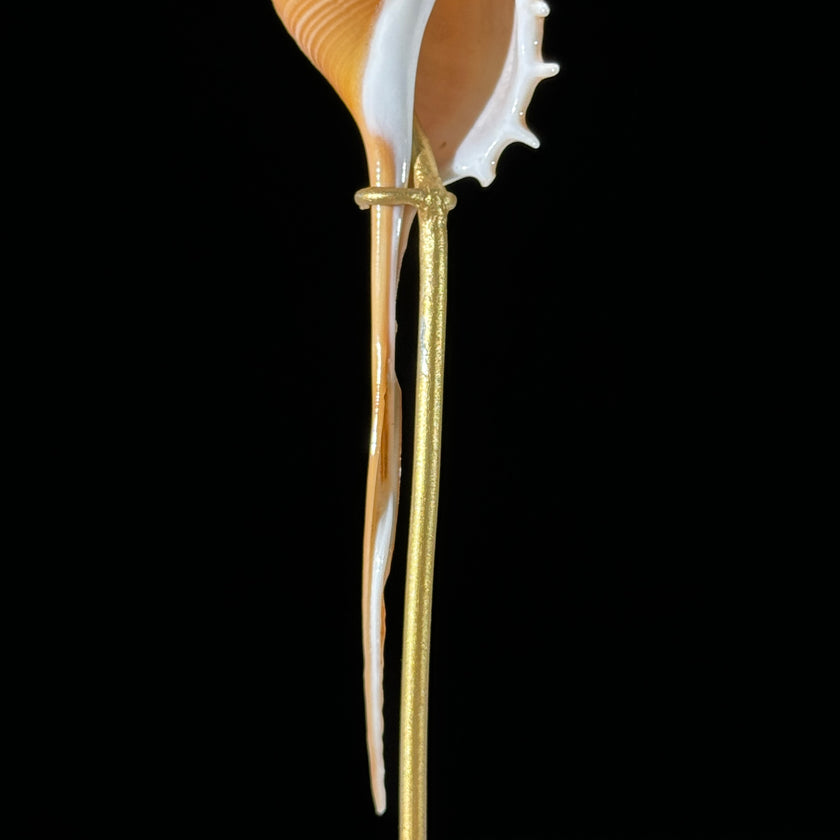 Tibia Fusus set 3 -T2/380