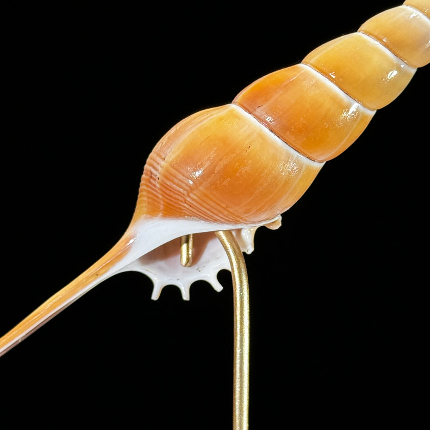 Tibia Fusus set 3 -Z2/393