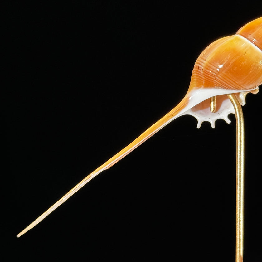 Tibia Fusus set 3 -T2/380