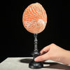 Abalone Shell on Stand Red-G2/342