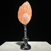 Abalone Shell on Stand Red-G2/342