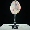 Abalone Shell on Stand Red-G2/342