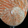 Abalone Shell on Stand Red-G2/342