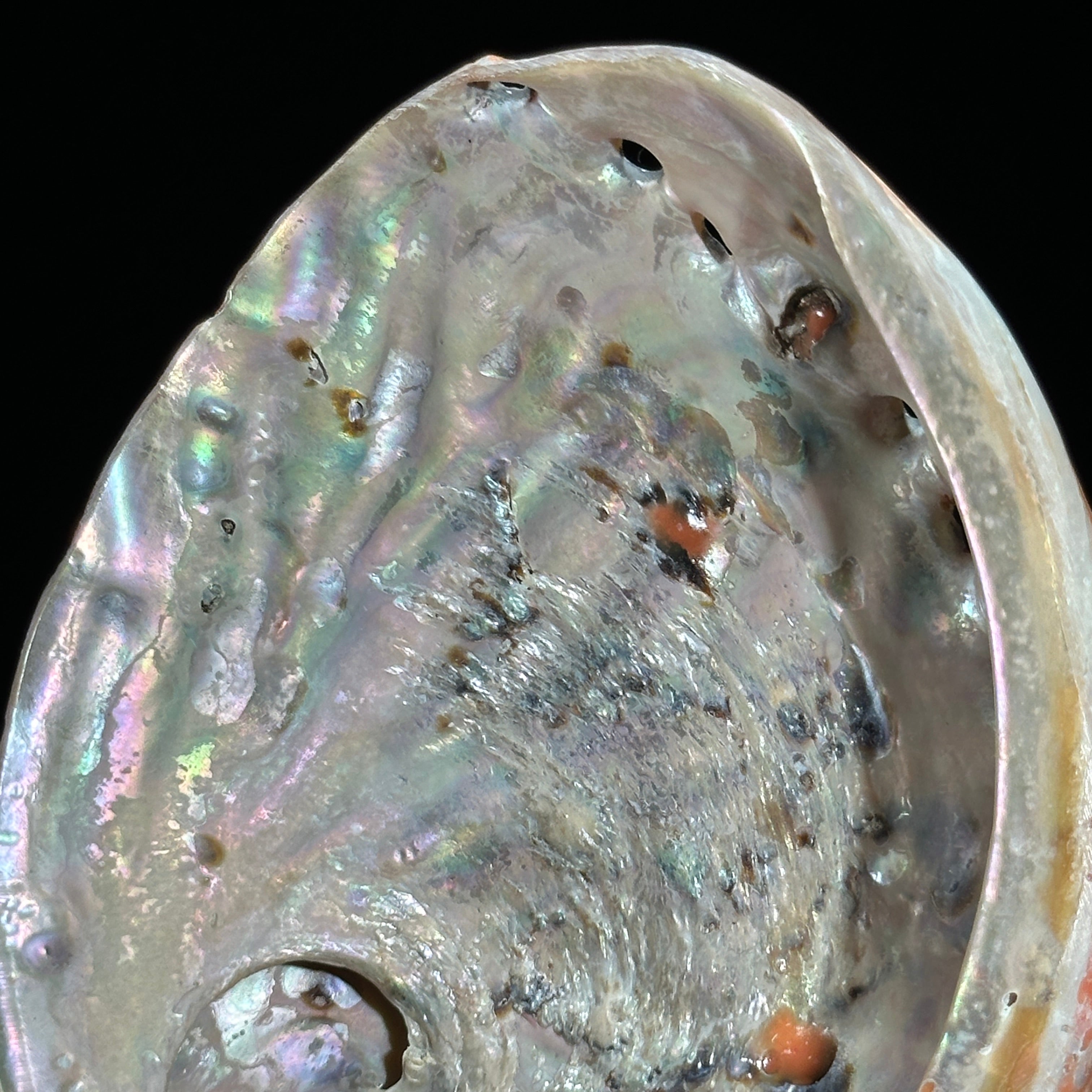 Abalone Shell on Stand Red-G2/342