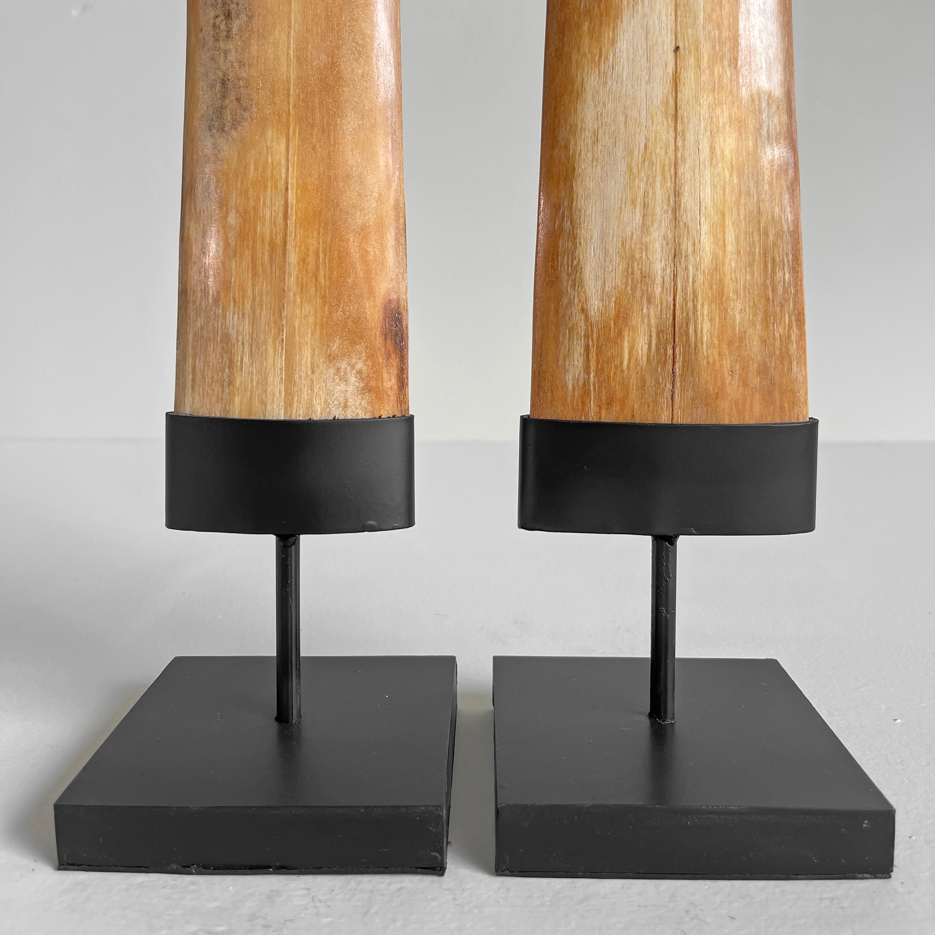 A pair of Tusks on Stand  22/EX/373