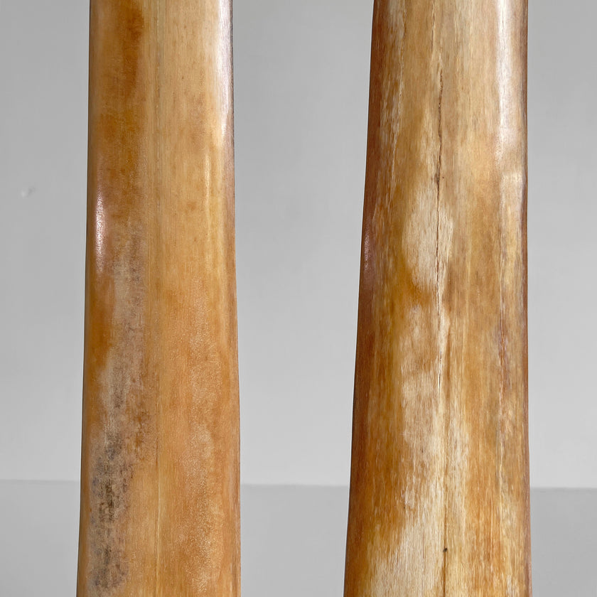 A pair of Tusks on Stand  22/EX/373