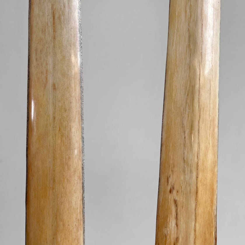 A pair of Tusks on Stand  22/EX/373