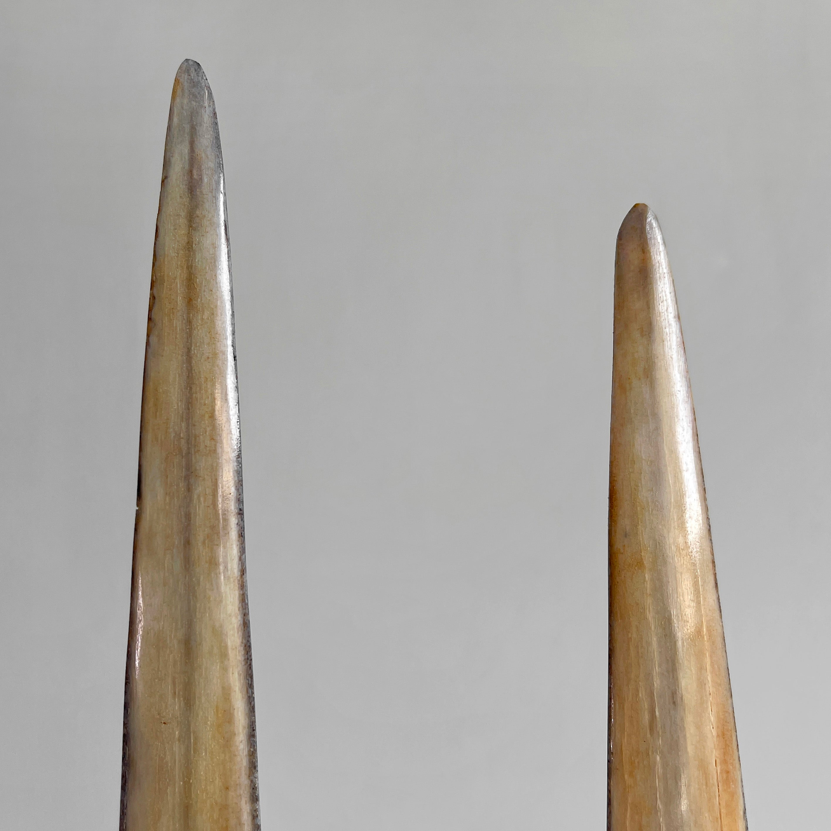 A pair of Tusks on Stand  22/EX/373