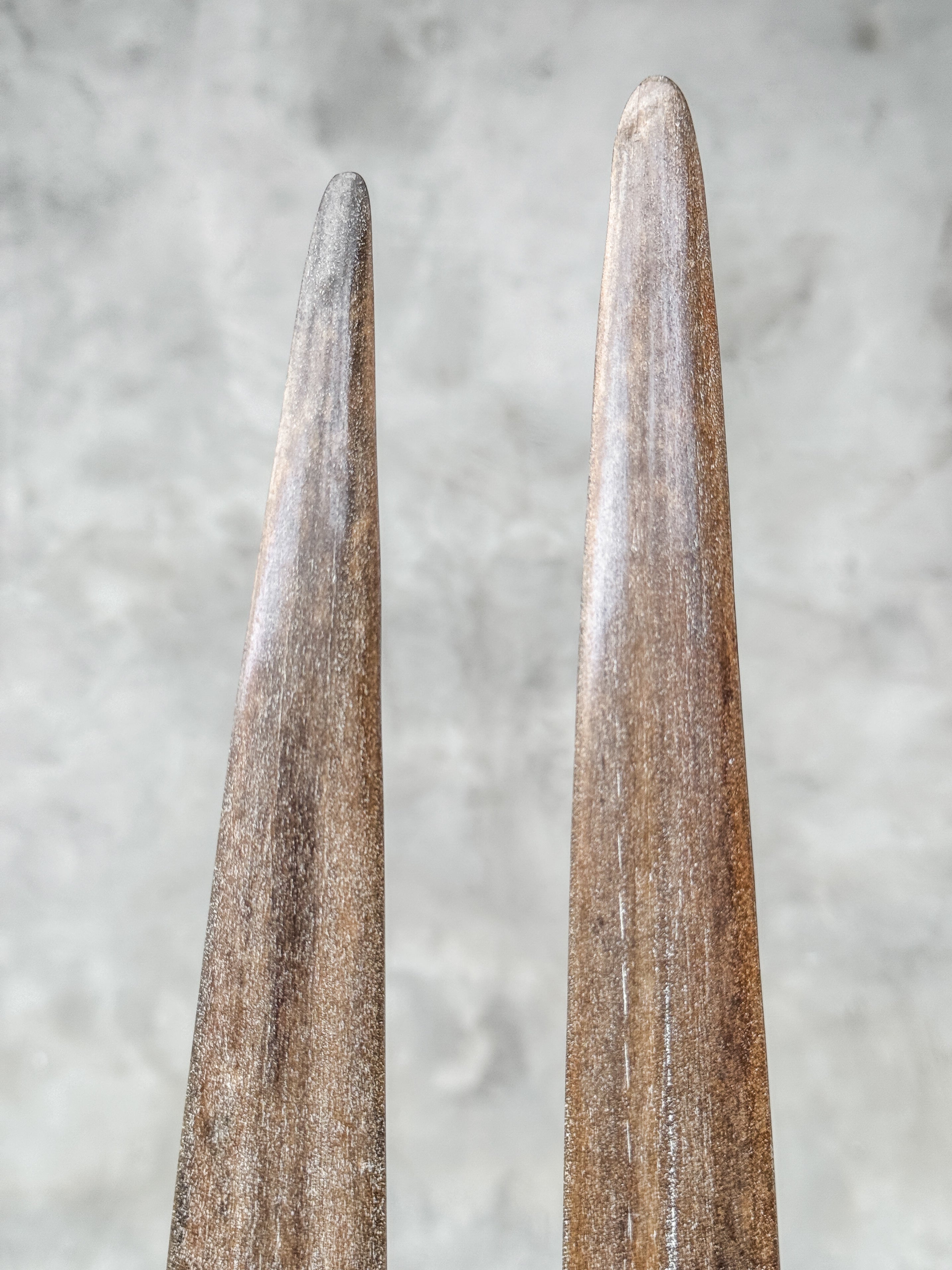 Pair of Natural Tusks on Stand – Rustic Bone Sculpture, Tribal-Inspired Decor, Earthy Accent - Tusk,A/052