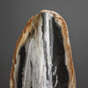 Polished Petrified Wood Freeform on a custom stand PetW/116