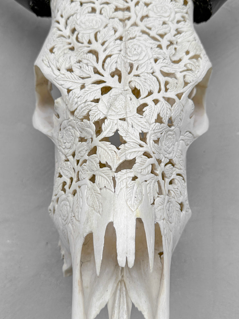 Carved Cow Skull Rose carving 9Y/040