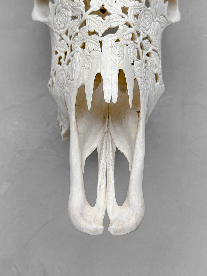 Carved Cow Skull Rose carving 9Y/040