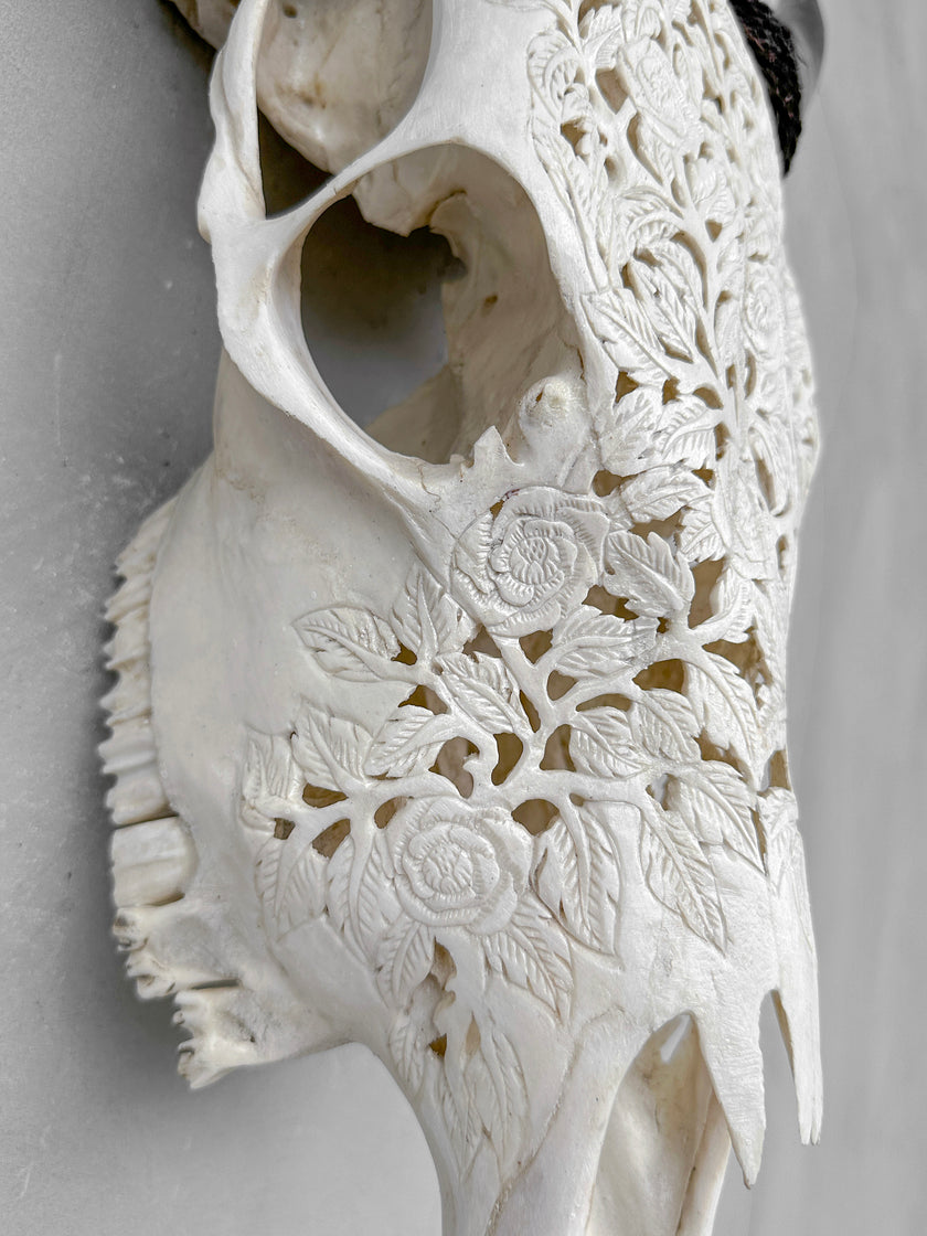 Carved Cow Skull Rose carving 9Y/040