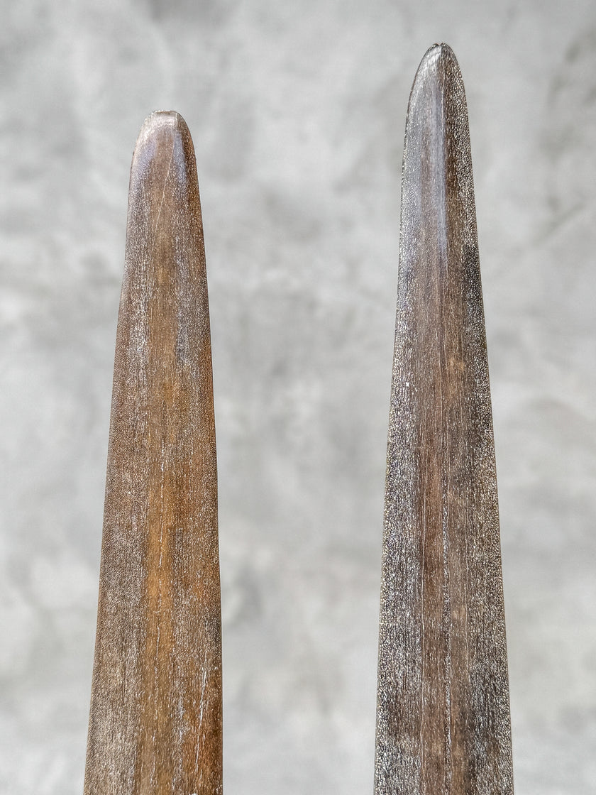 A Pair of Tusks on stand  | Tusk,A/053